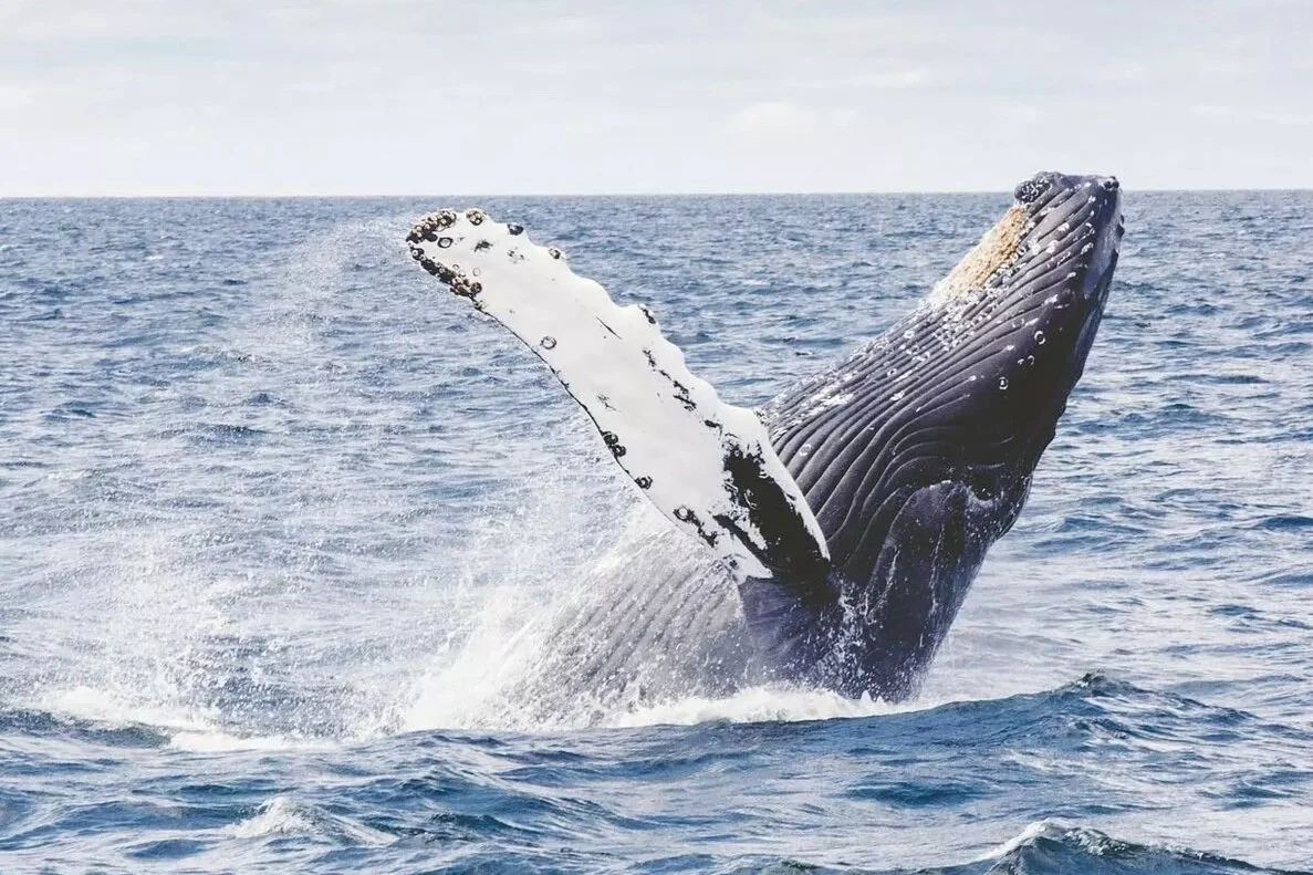 Whale Watching Tour